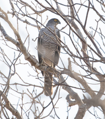 Accipiter madagascariensis