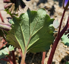 Phacelia campanularia
