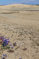 Phacelia campanularia