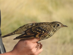 Zoothera aurea