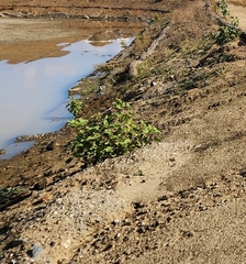 Phacelia campanularia