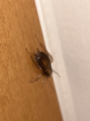 Periplaneta americana