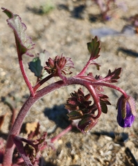 Phacelia campanularia