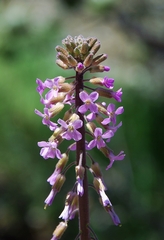 Boechera californica