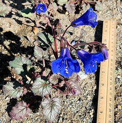 Phacelia campanularia