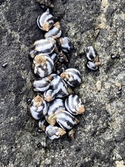 Echinolittorina peruviana