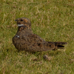 Chordeiles nacunda
