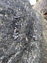 Echinolittorina peruviana