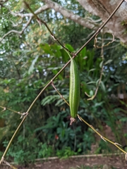 Cyrtochilum