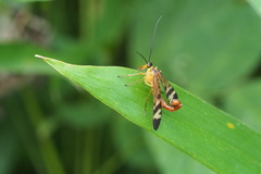 Panorpa japonica
