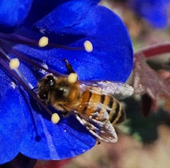 Apis mellifera