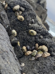 Siphonaria lessonii