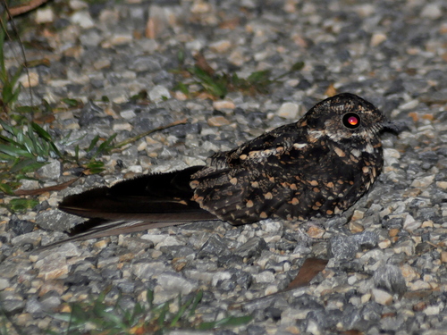 Long-trained Nightjar (Hydropsalis forcipata), photo 4