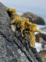 Siphonaria lessonii