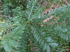 Anacardiaceae