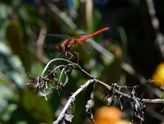 Sympetrum gilvum