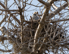 Polyboroides radiatus