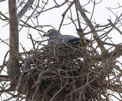 Polyboroides radiatus