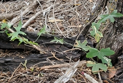Passiflora tenuiloba