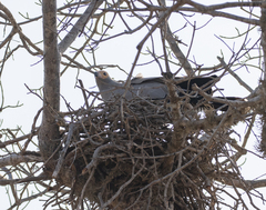 Polyboroides radiatus