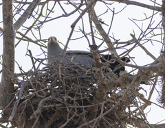 Polyboroides radiatus