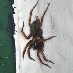 Lycosoides coarctata