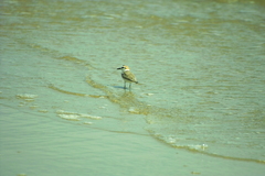 Charadrius alexandrinus