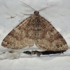 Larentia malvata