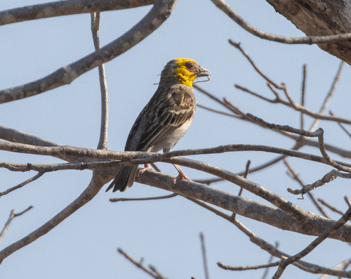 Sakalava Weaver (Ploceus sakalava), photo 8