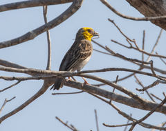 Ploceus sakalava