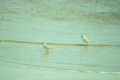 Charadrius alexandrinus