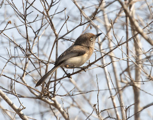 Archbold's Newtonia (Newtonia archboldi), photo 4