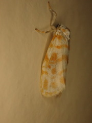 Nephelomilta effracta