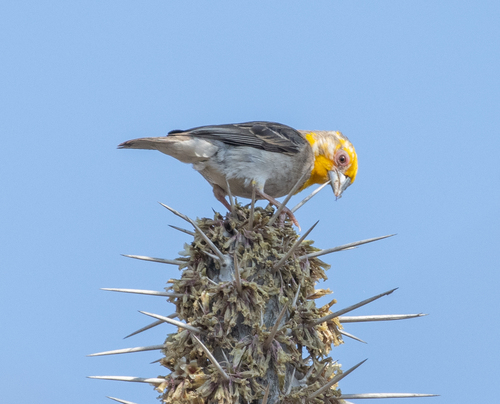 Sakalava Weaver (Ploceus sakalava), photo 10