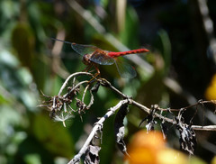 Sympetrum gilvum
