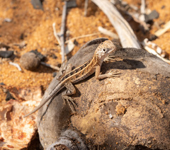 Chalarodon madagascariensis