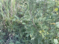 Phyllanthus reticulatus