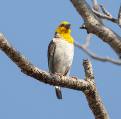 Ploceus sakalava