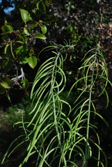 Boechera californica