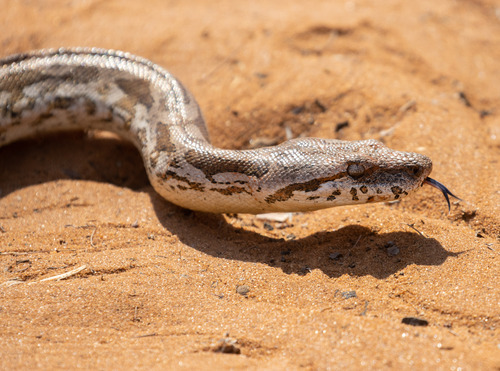 Dumeril's Boa