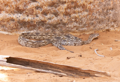 Acrantophis dumerili
