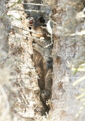 Lepilemur