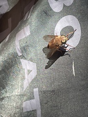 Sciomyzidae