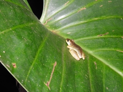 Scinax ruber