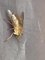Sciomyzidae
