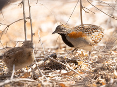 Turnix nigricollis