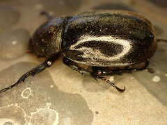 Xylotrupes