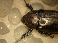 Xylotrupes