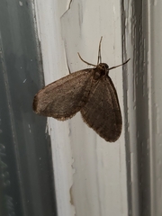 Operophtera