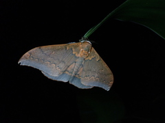 Pseudobunaea tyrrhena